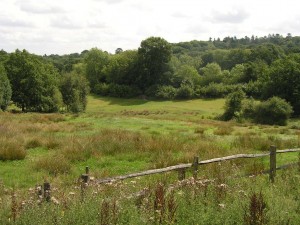 Haslemere Countryside